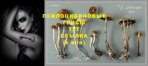 PSILOCYBIN Нефтегорск