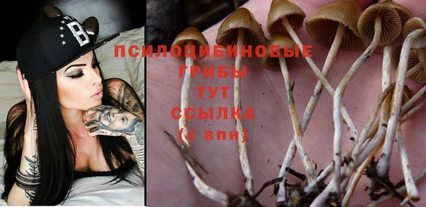 PSILOCYBIN Нефтегорск